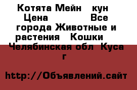 Котята Мейн - кун › Цена ­ 19 000 - Все города Животные и растения » Кошки   . Челябинская обл.,Куса г.